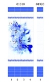 Панель ПВХ 250*2700*8мм Синий цветок №01320  - СКЛАД13.РФ